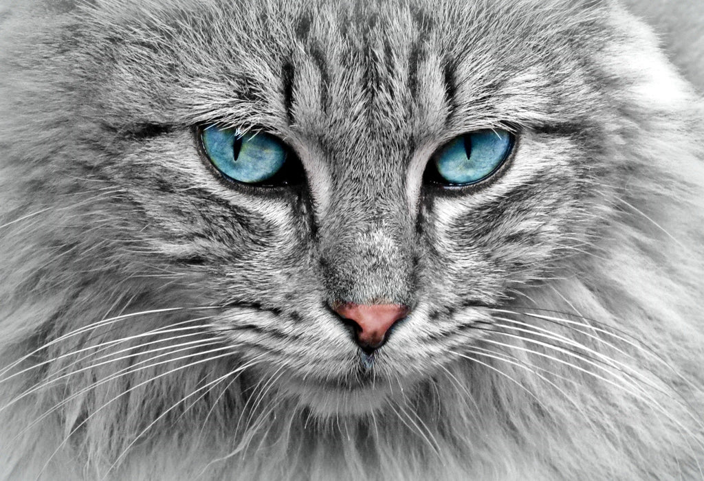 Unlocking Taurine: The Secret Ingredient in Cat Food