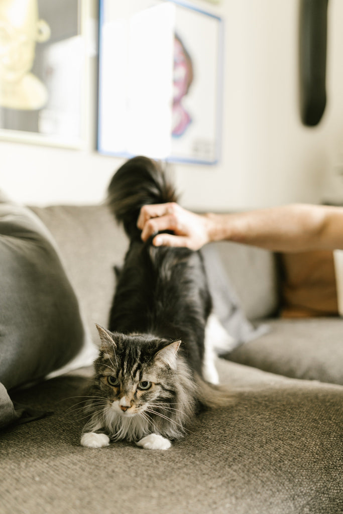 50 questions new rescue cat owners ask