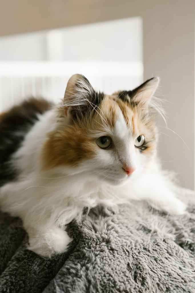 Hydration for Cats: Why Moisture Matters in Meals