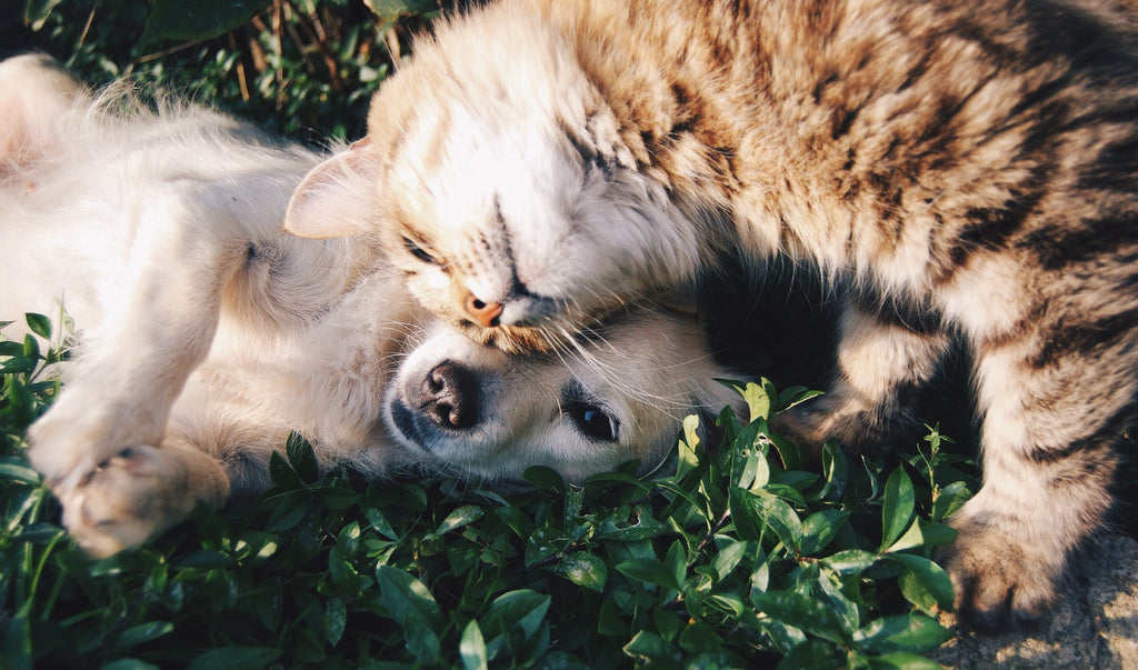 How our dogs and cats impact our mental health