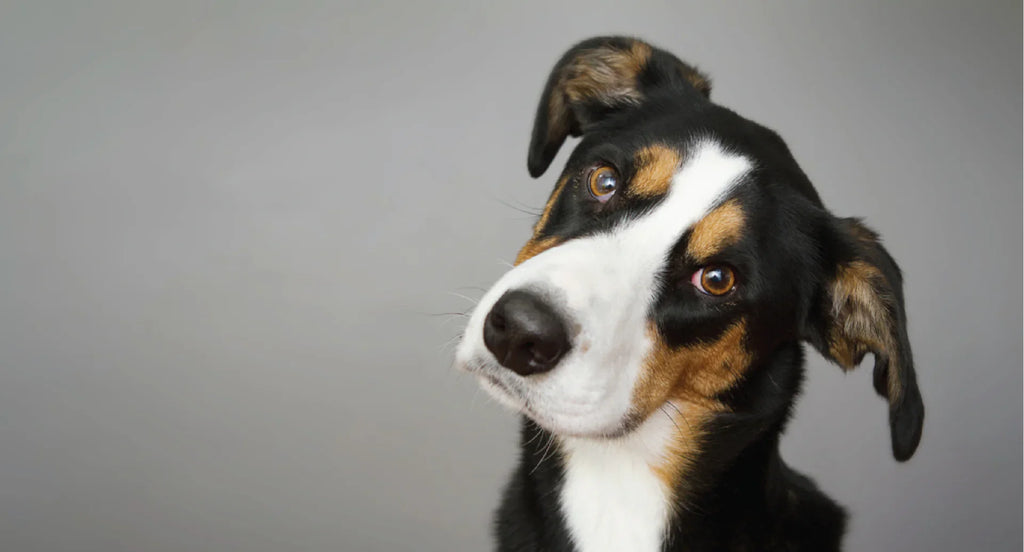 Mastering the Switch: Raw Food Success for Your Dog