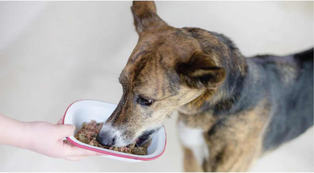 Debunking Myths About Raw Dog Food for Your Pooch