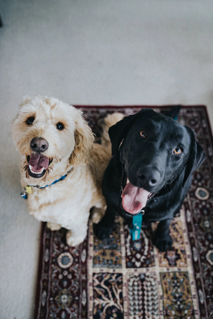 Transitioning Your Dog to Raw Treats Made Easy