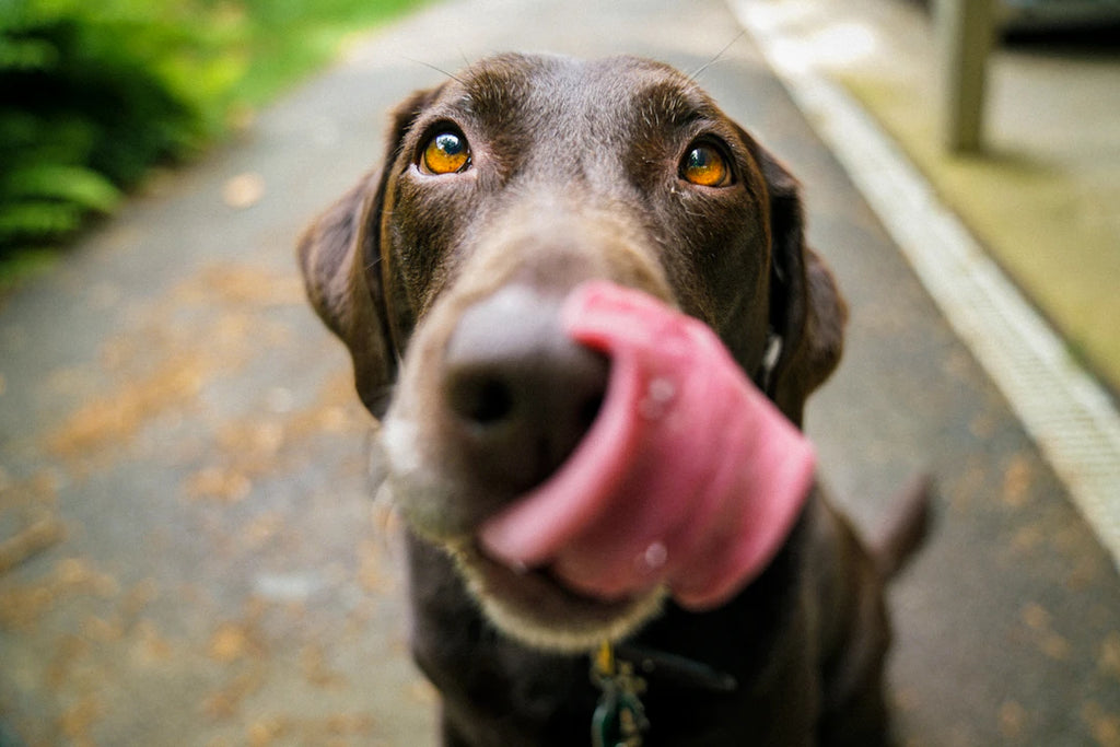 Transform Your Dog’s Coat with Raw Feeding