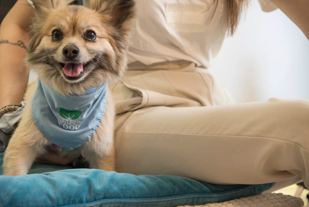 Transform Your Dog’s Life Raw Food Impact on Health
