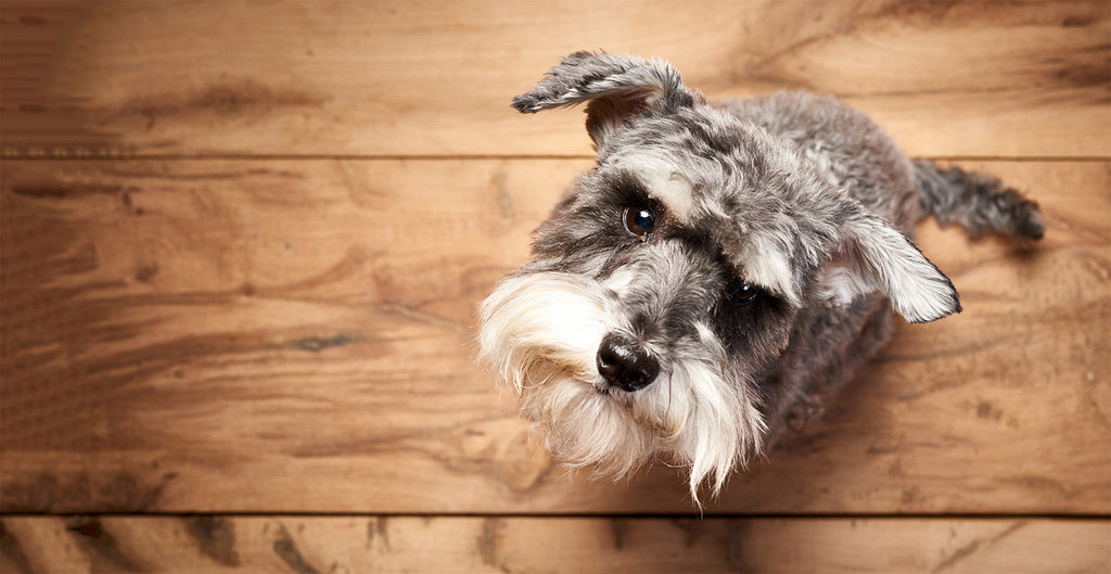 50 Questions Miniature Schnauzer Owners Ask