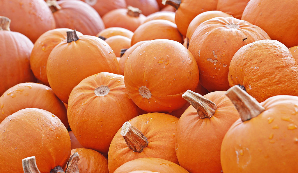 Don’t Forget Your Pupkin! Dog Food Recipe Using Pumpkin