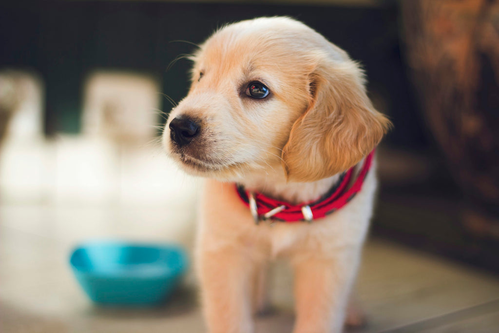 Raw Dog Food for Puppies: Essential Considerations