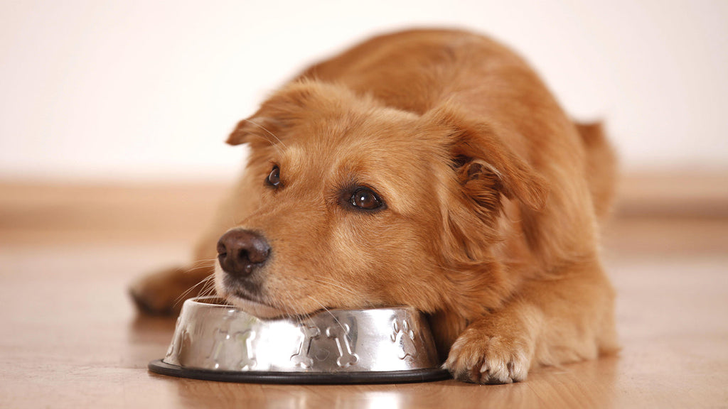 The Key to Dog Health: Balancing Raw Diets
