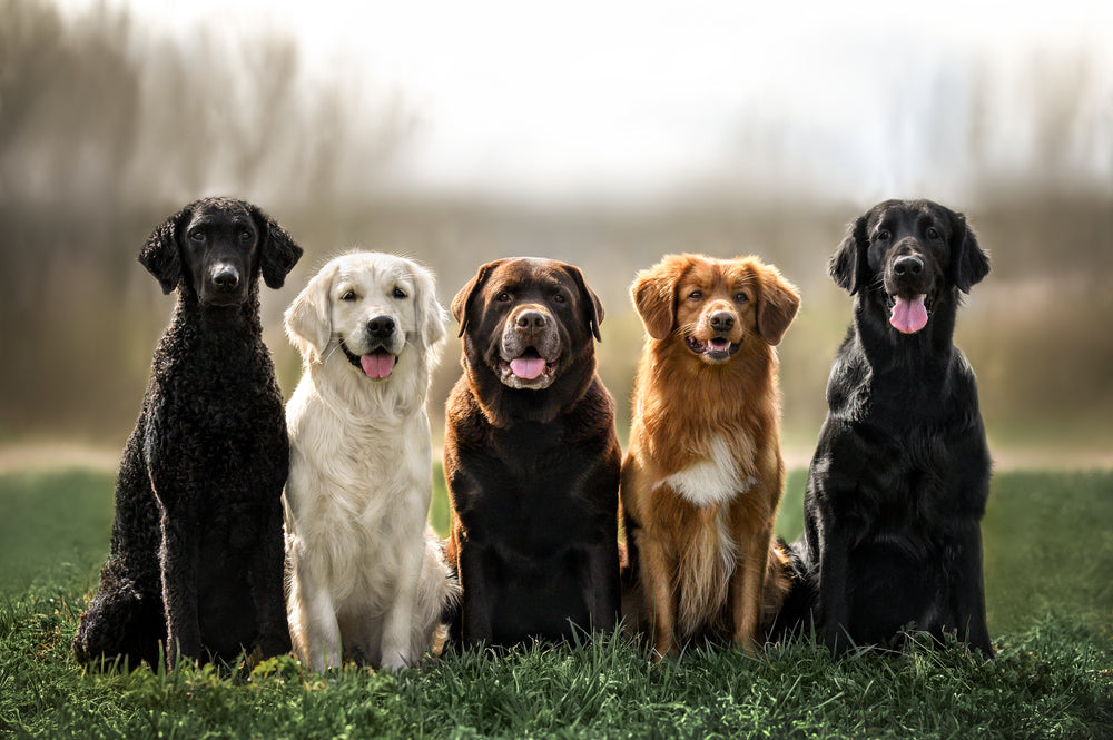 Join the Pack: Tips for Raw Feeding Enthusiasts