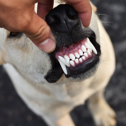 Improving Your Dog’s Dental Health with Treats