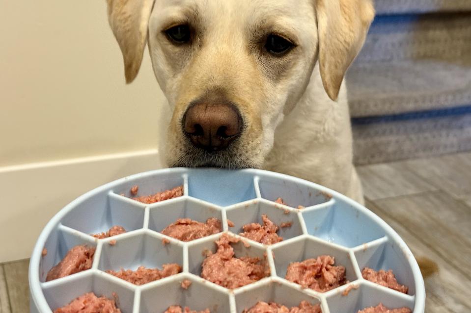 Store and Handle Raw Dog Food Safely