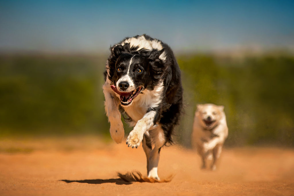 Unlocking Energy: How Raw Food Affects Dog Energy Levels
