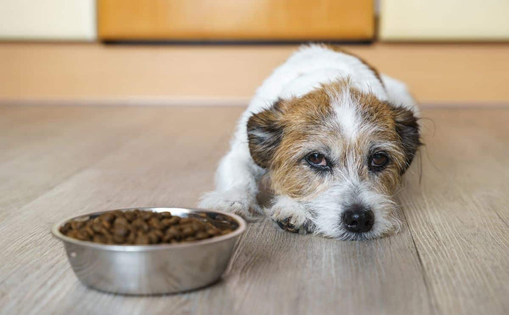 Smart Ways to Transition Your Dog to New Food