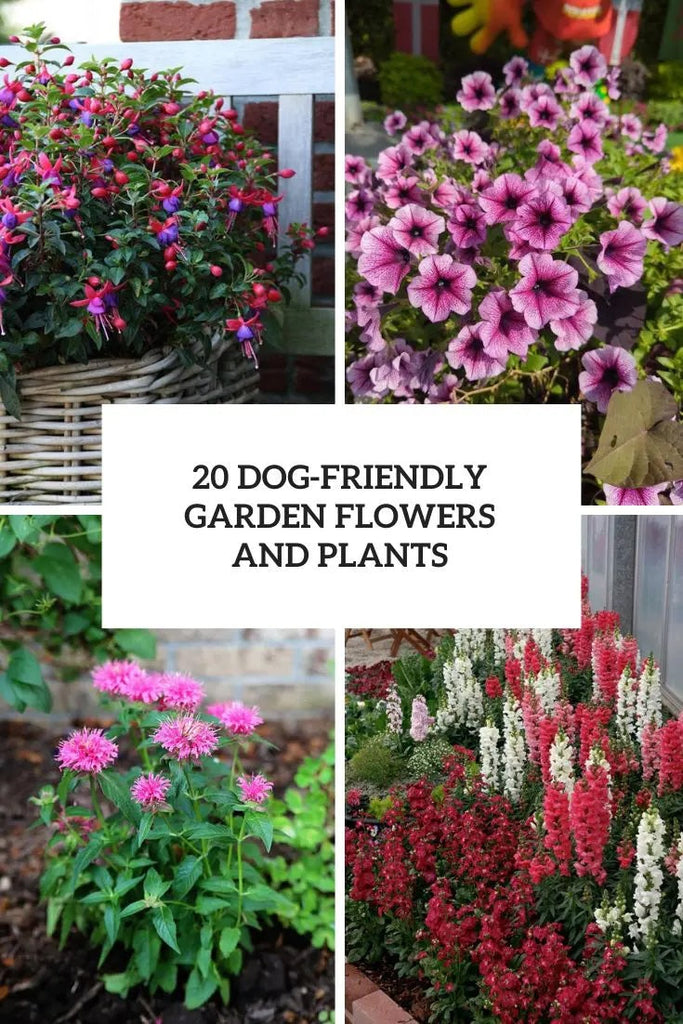 20 Dog-Safe Plants for Your Garden