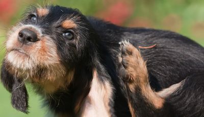 Raw Dog Food & Allergies: Essential Insights for Pet Owners
