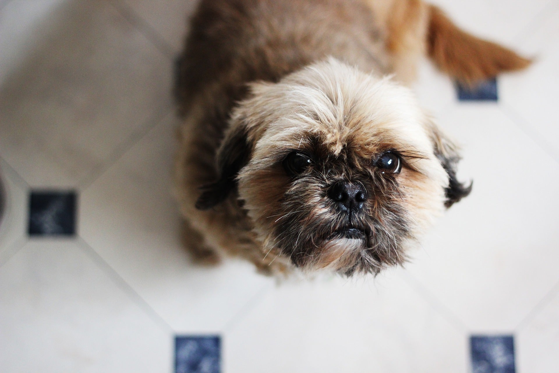 Peanut butter shop for shih tzu