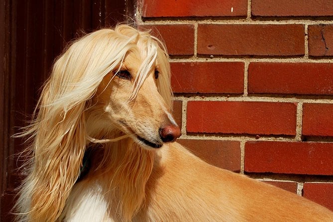 The Secret to a Shiny Coat: Raw Dog Food Benefits