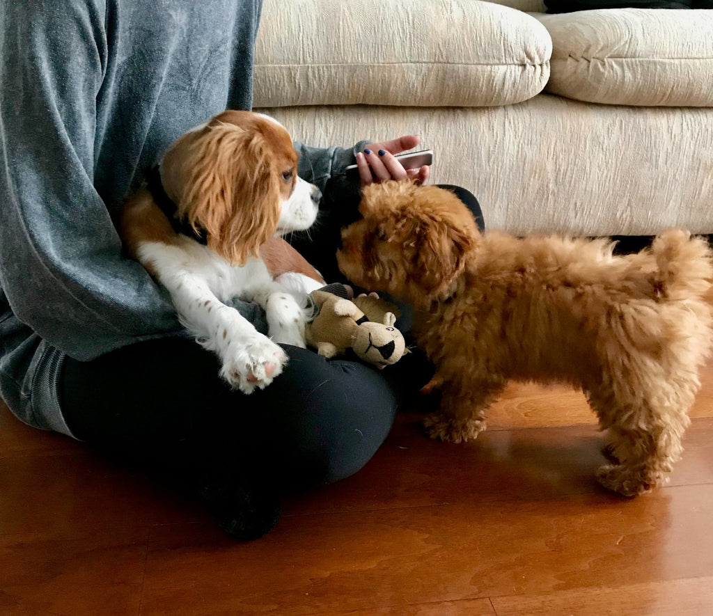 What’s the Best Way to Socialise a Puppy?