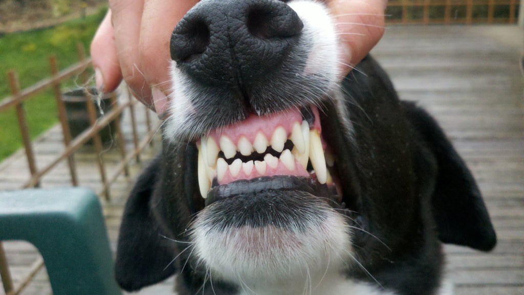 Raw Dog Food: The Secret to Dental Health