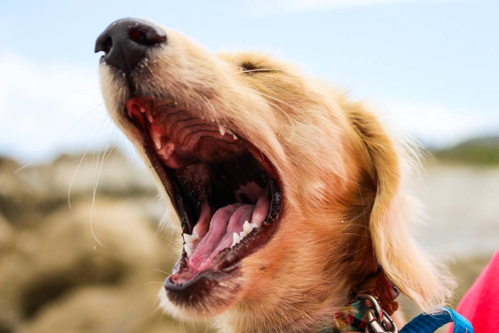 Why Does My Dog Bark So Much?