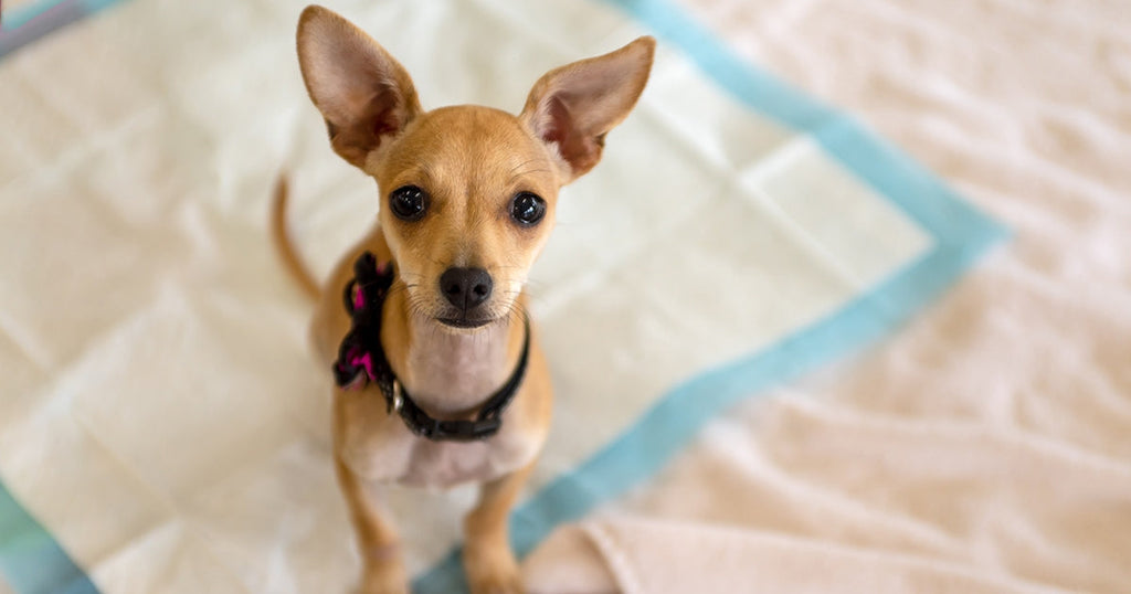 How Do I Toilet Train My Puppy?
