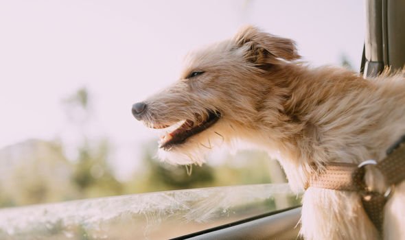 What dog is right for me? 12 questions to ask before choosing a breed