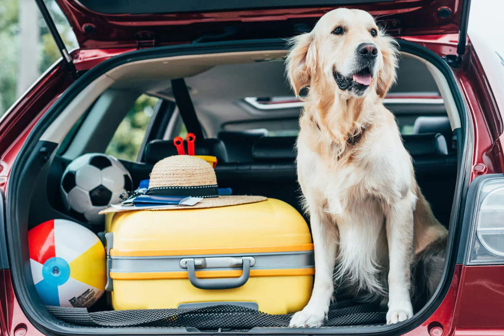 Traveling with Raw Dog Food: Essential Tips for Pet Owners