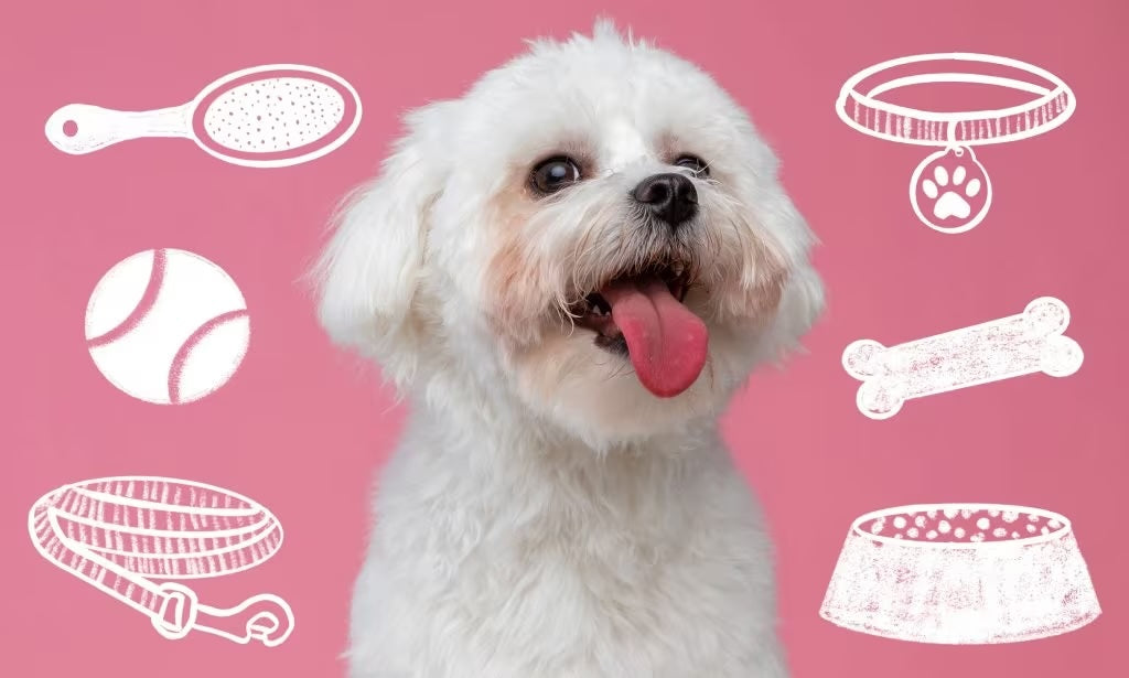 What Do I Need to Buy Before Bringing a Dog Home?