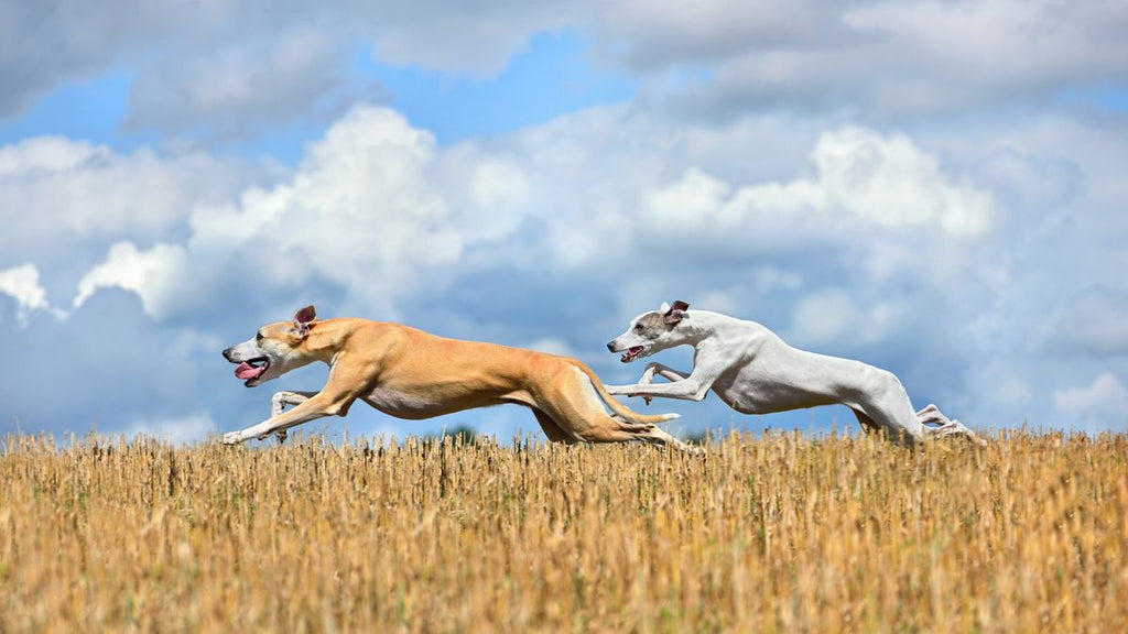 Discover the Benefits of Raw Dog Food Today!