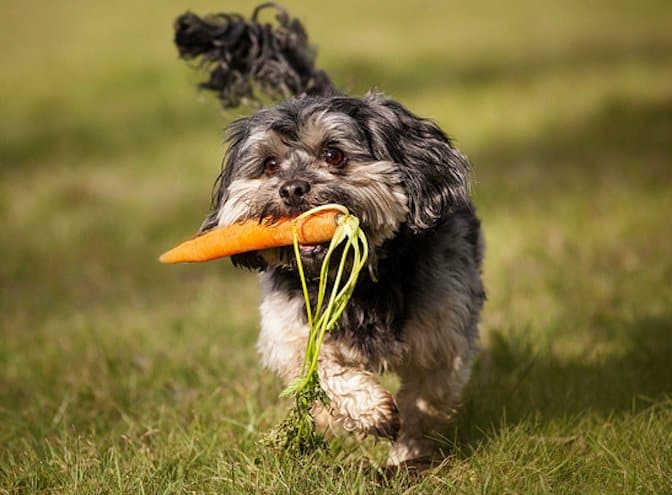 The Power of Fresh Vegetables in RAW Dog Food