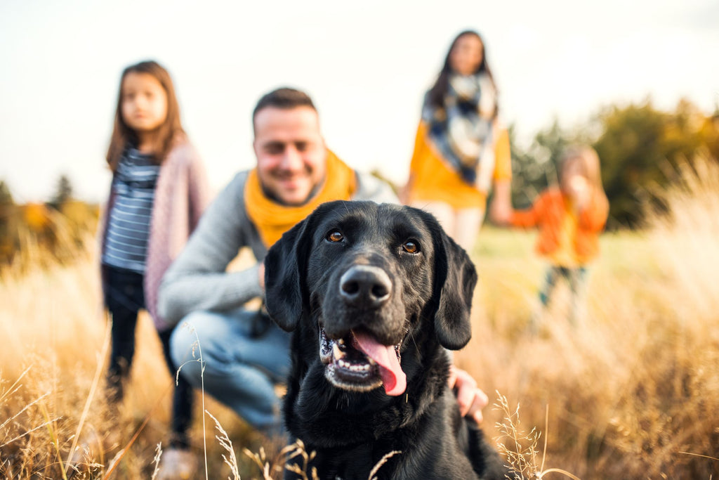 What Breed of Dog is Best for Families?