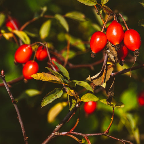 ingredients-berries.jpg__PID:07141afe-93d4-449c-91d3-8e165a9c5ea4