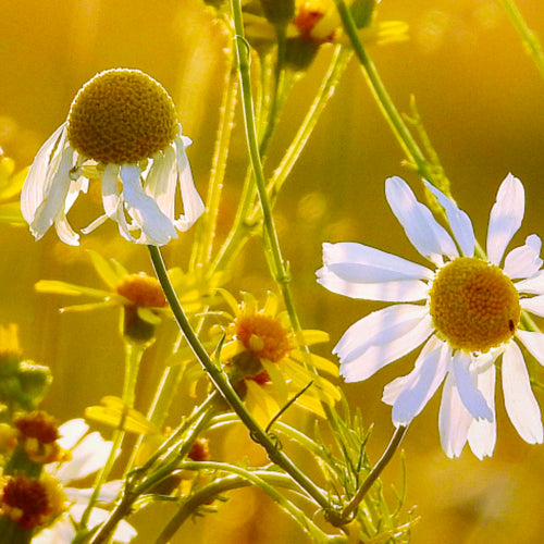 ingredients-herbs.jpg__PID:debb32e7-05e0-4714-9afe-93d4049cd1d3