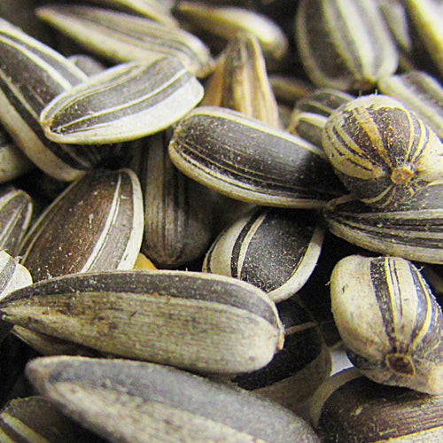 ingredients-seeds.jpg__PID:1afe93d4-049c-41d3-8e16-5a9c5ea470ab